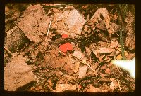 Sarcoscypha occidentalis image