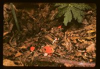 Sarcoscypha occidentalis image