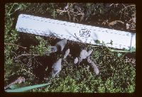 Xylaria polymorpha image