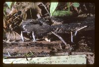 Xylaria polymorpha image