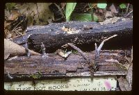 Xylaria polymorpha image