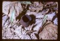 Urnula craterium image