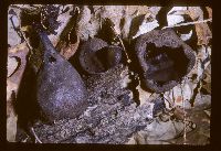 Urnula craterium image