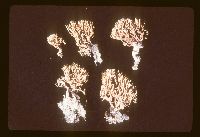 Lentaria patouillardii image