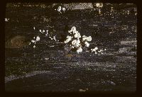 Physalacria inflata image