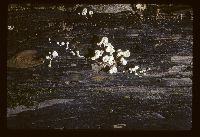 Physalacria inflata image