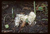 Ramariopsis kunzei image