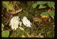 Ramariopsis kunzei image