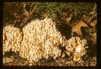 Ramaria secunda image
