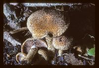 Psathyrella echiniceps image