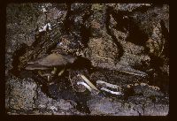 Psathyrella submaculata image