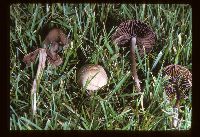 Panaeolina foenisecii image