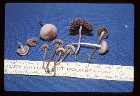 Panaeolina foenisecii image