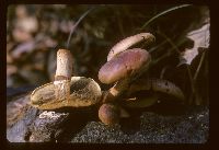 Hypholoma lateritium image