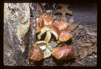 Hypholoma lateritium image