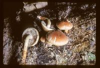 Hypholoma lateritium image