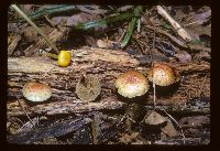 Pholiota howeana image