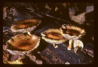 Pholiota howeana image
