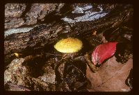 Pholiota tuberculosa image