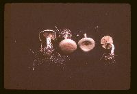 Ripartites tricholoma image