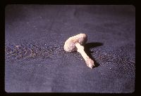 Stropharia coronilla image