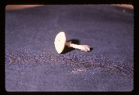 Stropharia coronilla image