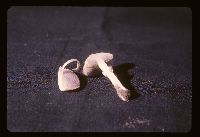 Stropharia coronilla image