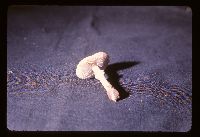 Stropharia coronilla image