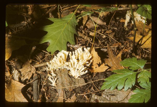 Tremellodendron pallidum image