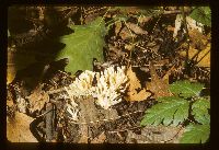 Media resource of Tremellodendron pallidum