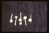 Lepiota cristata image