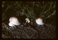 Lepiota clypeolaria image
