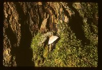 Lepiota cristata image