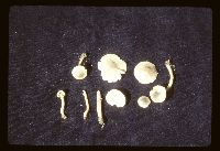 Lepiota lilacea image