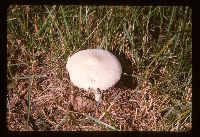 Lepiota erminea image
