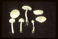 Lepiota erminea image
