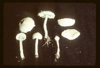 Lepiota erminea image