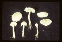 Lepiota erminea image