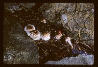 Lepiota lilacea image