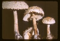 Chlorophyllum rachodes image