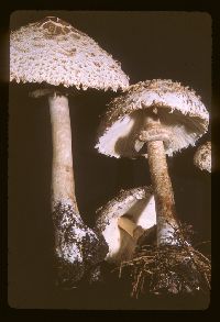 Chlorophyllum rachodes image