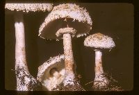 Chlorophyllum rachodes image