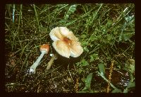 Leucoagaricus rubrotinctus image