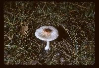 Leucoagaricus rubrotinctus image
