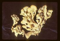 Polyporus umbellatus image