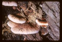 Ischnoderma resinosum image