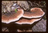 Ischnoderma resinosum image