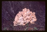 Laetiporus sulphureus image