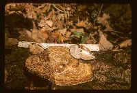 Ischnoderma resinosum image