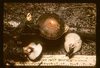 thumbnail image of current specimen